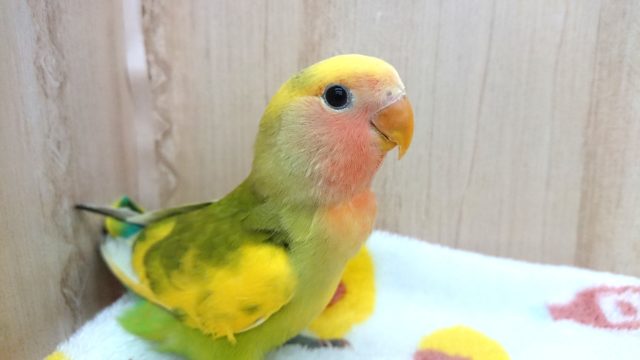 最新動画あり！安定の個性！コザクラインコ、タイガーチェリーになります〜〜