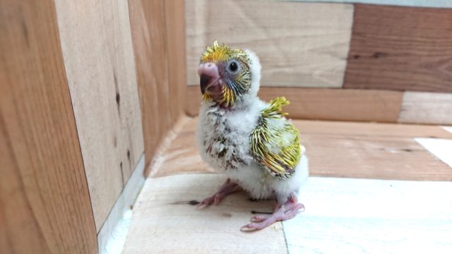 成長が楽しみ♪羽衣セキセイーー