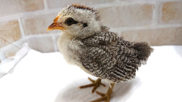 チャボのひよこ☆　手のりですね♪　いかがでしょうか？？