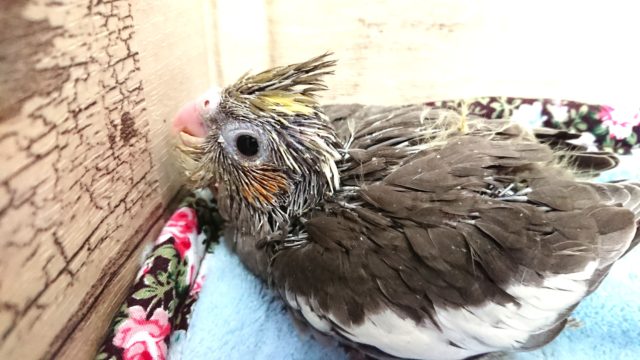 ツンツンあたま、オカメインコのヒナでｺﾞｻﾞｲﾏｽ　ノーマルカラー☆