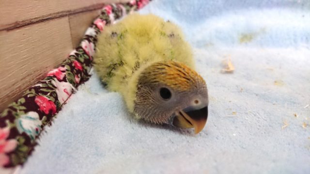 最新画像更新！！黄色の綿毛〜　コザクラインコ　オパーリンになります！