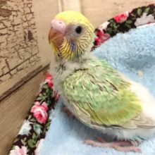 超人気！！お早めに。。。ねっ　セキセイインコ　パステルレインボー