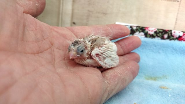 ちっこいです☆　キンカチョウのヒナ～　