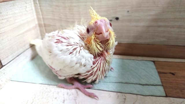 きたよーー来たんだよ～オカメインコ　ルチノー