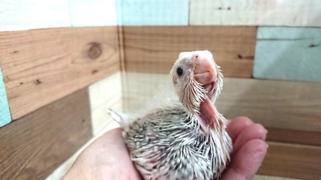 色白顔のオカメインコ　ホワイトフェイスパールパイドーー