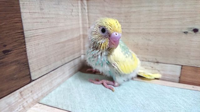 レアカラーです☆　セキセイインコ　パステルレインボーパイド