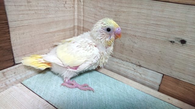 お早めに♬　セキセイインコ　パステルカラーレインボーパイド