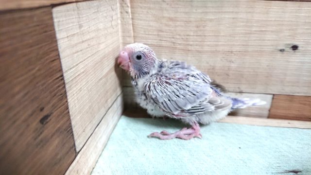 お待ちの方が多い！セキセイインコ　ライラックが来ました！！