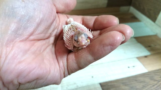 ブドウ目がｽﾃｷです！！ジュウシマツのヒナです！