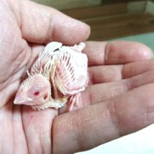 超レア！！ジュウシマツのヒナ☆　アルビノ～～