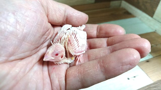 超レア！！ジュウシマツのヒナ☆　アルビノ～～