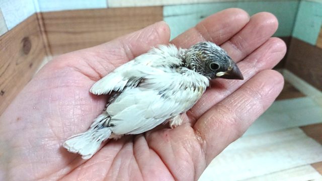 落ち着きあるシルバー文鳥～～来ましたよっ