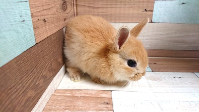 牧草大好き☆久しぶりのミニウサギでｺﾞｻﾞｲﾏｽ