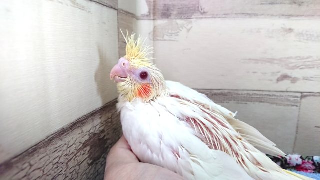 ムチムチの体。。オレンジほっぺの　オカメイインコ～ルチノーです　2021　4月9日