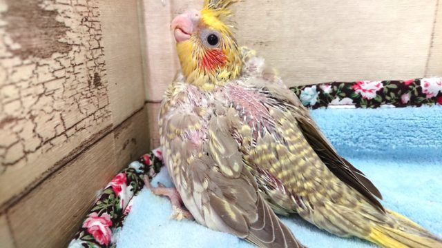 シナモンパールパイドのオカメインコ！　2021　4月9日