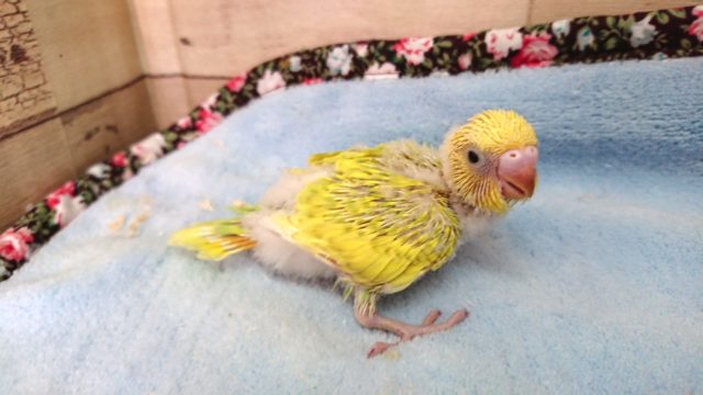 セキセイインコ　スパングルパイド☆　キレイなコ　2021　4月9日
