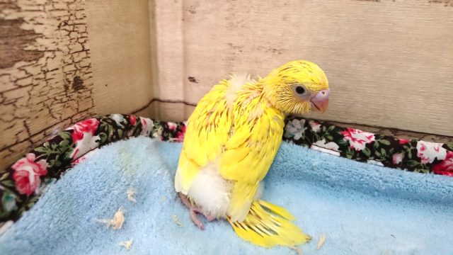 久しぶりのダブルファクターです　セキセイインコ　2021　4月9日