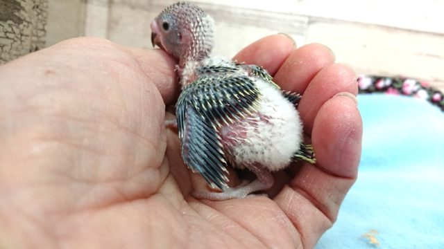 どんな色になるのでしょう？？　セキセイインコ　2021　4月9日