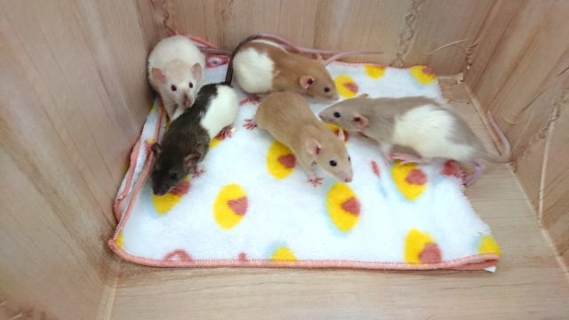 人気ですねっ！ラットの女のコ入荷です☆