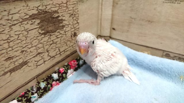ほぼ真っ白～～　セキセイインコ　ハルクィン～～～～
