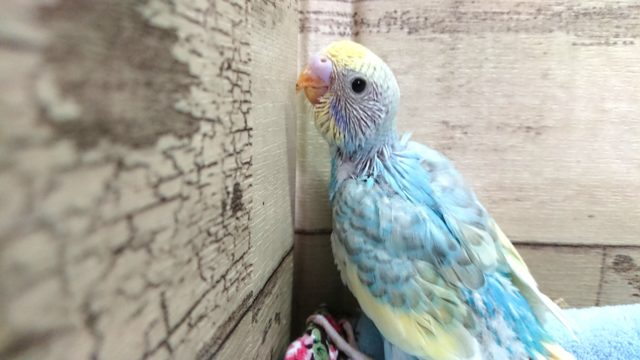 爽やかにいきまーーーすっ　セキセイインコ　レインボーパイドっ