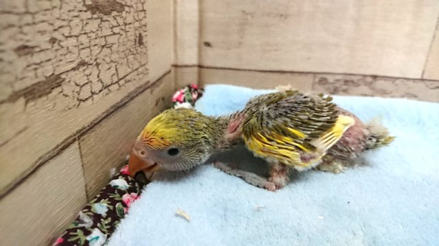 定番人気！！！コザクラインコ　タイガーチェリー～～