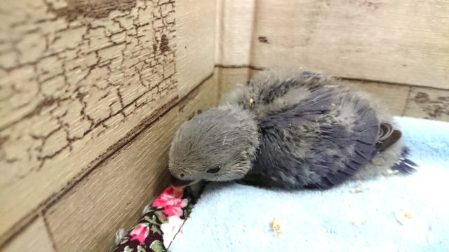 キレイです☆　コザクラインコ　バイオレット～～！