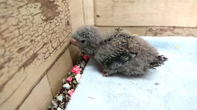 綿毛のカタマリと化していますが、サザナミインコです！