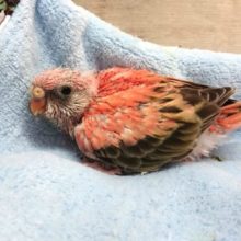 ピンクのインコさん！　ローズアキクサインコ　2021　4月16日