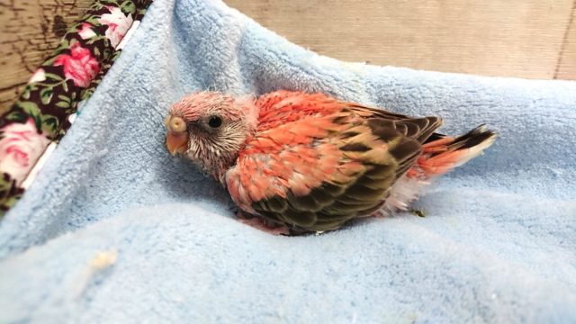 ピンクのインコさん！　ローズアキクサインコ　2021　4月16日