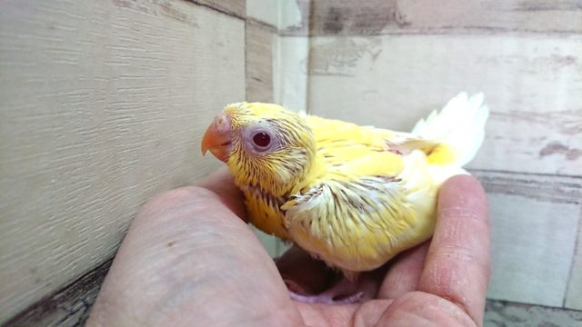 歌声が楽しみですよ☆　美声インコ　ルチノー　2021　4月16日