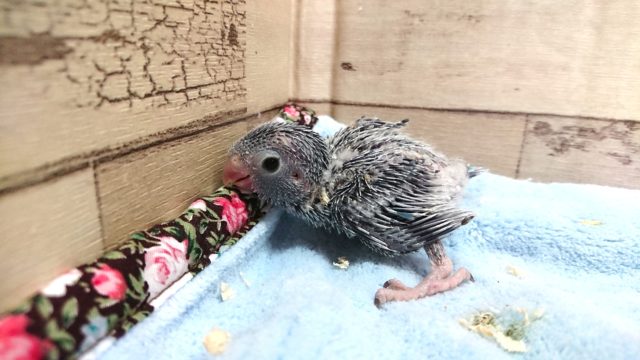 マメルリハインコ　女のコが来ましたよっ　2021　4月16日