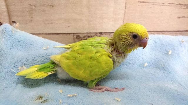 ご飯が一番！セキセイインコ　スパングルパイド　2021　4月16日