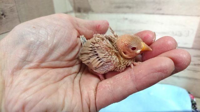 文鳥、良く馴れるんですよ！　シナモン文鳥　2021　4月16日