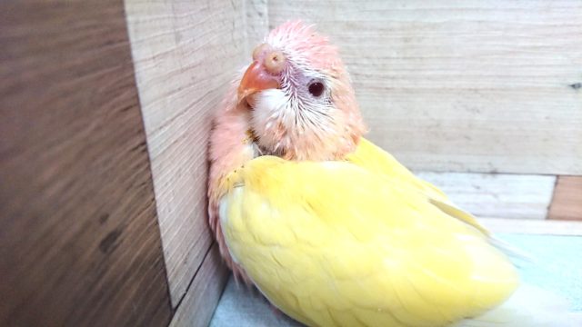 超レアです！！！！ローズアキクサインコ　ルチノーで～す♪