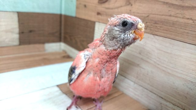 アピールの仕方が可愛い♪　ローズアキクサインコ～～　
