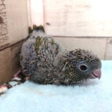 ん～～久々！　サザナミインコ、オリーブになります～～