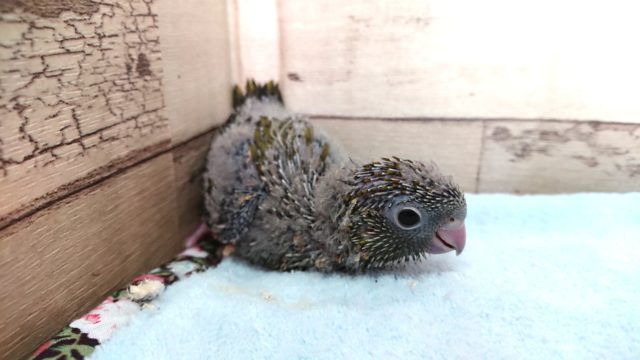 ん～～久々！　サザナミインコ、オリーブになります～～