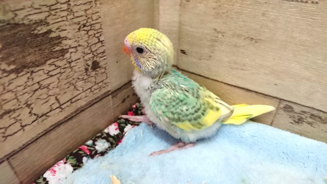 ｷﾚｲなコ。　セキセイインコ　パステルレインボーパイドになります。