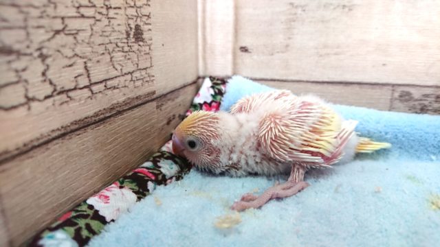 単色がお好きな方、たまらないかも。。セキセイインコ　クリーム～～
