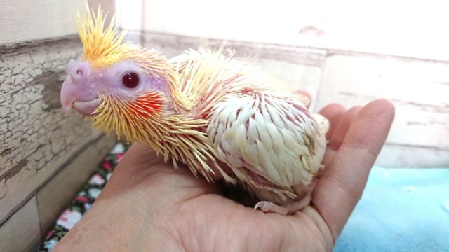 人気のオカメインコ～ルチノーになります～～