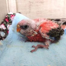 気配を消してもバレバレ☆　ローズアキクサインコ～　２０２１　４月２２日