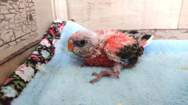 気配を消してもバレバレ☆　ローズアキクサインコ～　２０２１　４月２２日