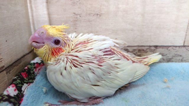 眠さの方が強い年ごろ　オカメインコ　ルチノー　2021　4月22日