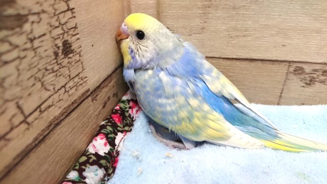 やや羽根が揃っています～　セキセイインコ　レインボースパングル　2021　4月22日