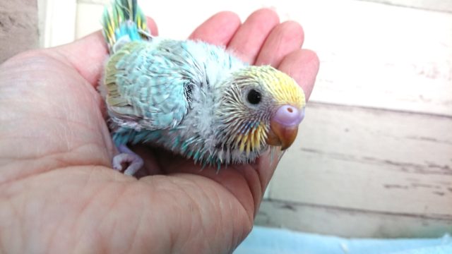 見る角度と光加減で雰囲気変わる！　セキセイインコ　レインボー　2021　4月22日