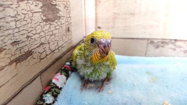 翼、バララっと～～セキセイインコ　スパングル　2021　4月22日