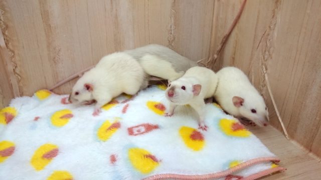 人気上々♪♪　ラットさん　でｺﾞｻﾞｲﾏｽ〜〜