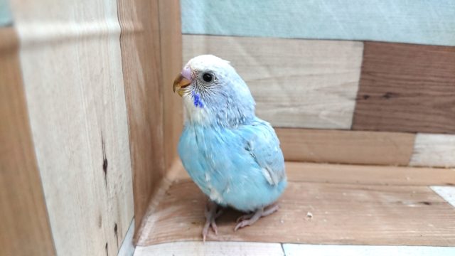なかなか！ｷﾚｲ～～☆　セキセイインコ　スパングル～～