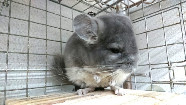 おススメ！！！　チンチラ　バイオレット男のコでｺﾞｻﾞｲﾏｽ☆彡